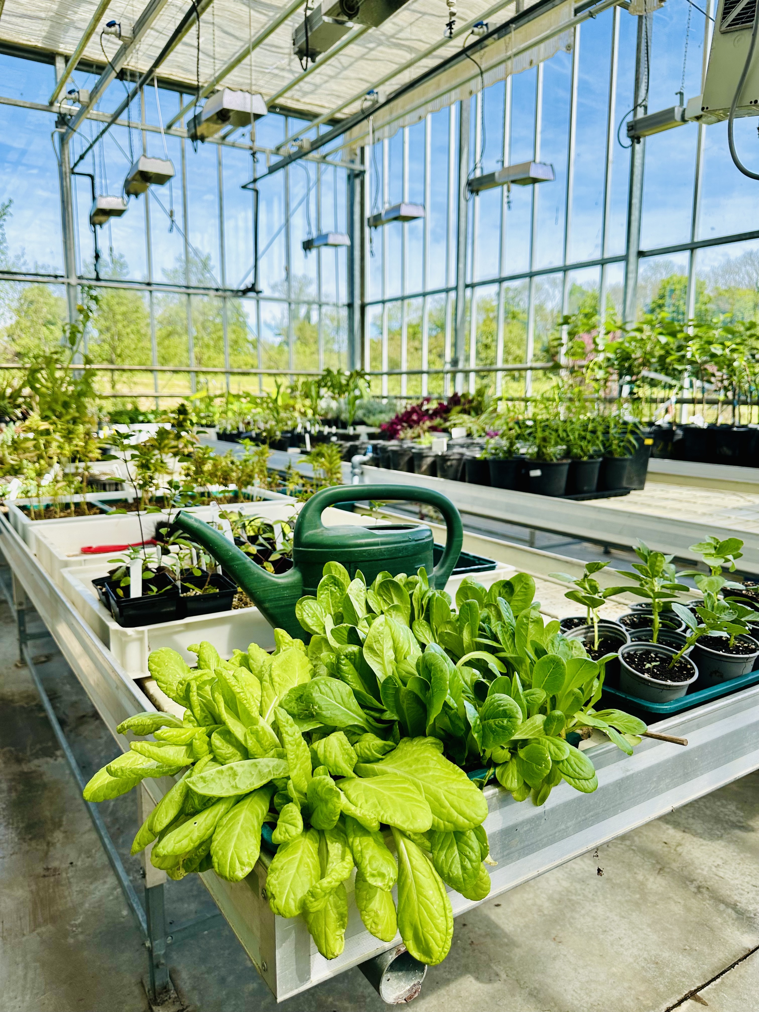 Glasshouse from the inside