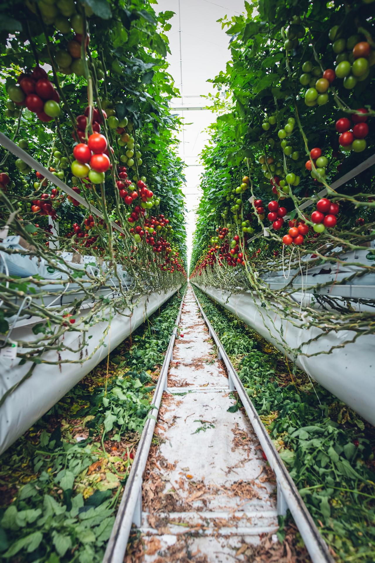 Tomato plants in a glasshouse