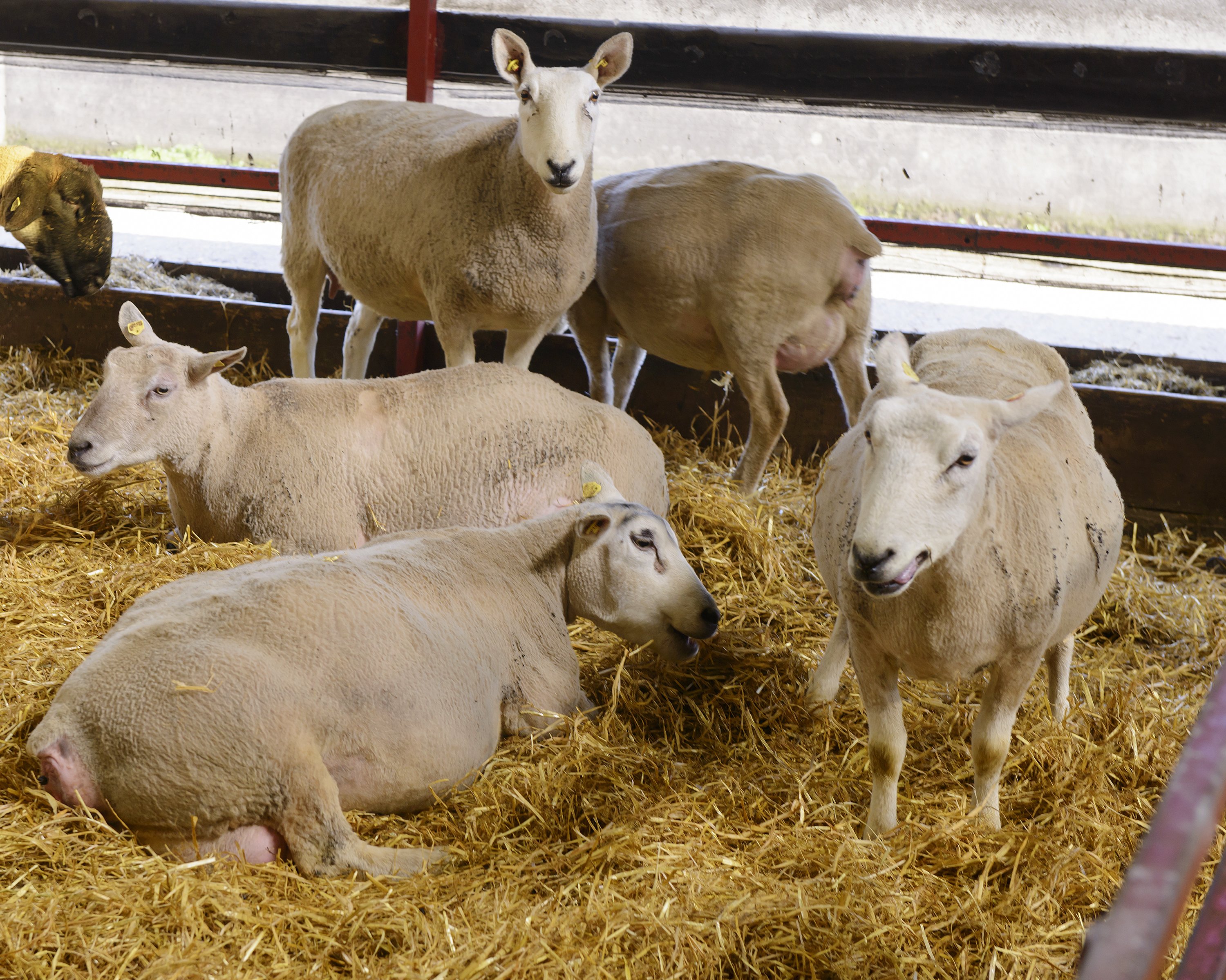 Some sheep on some hay