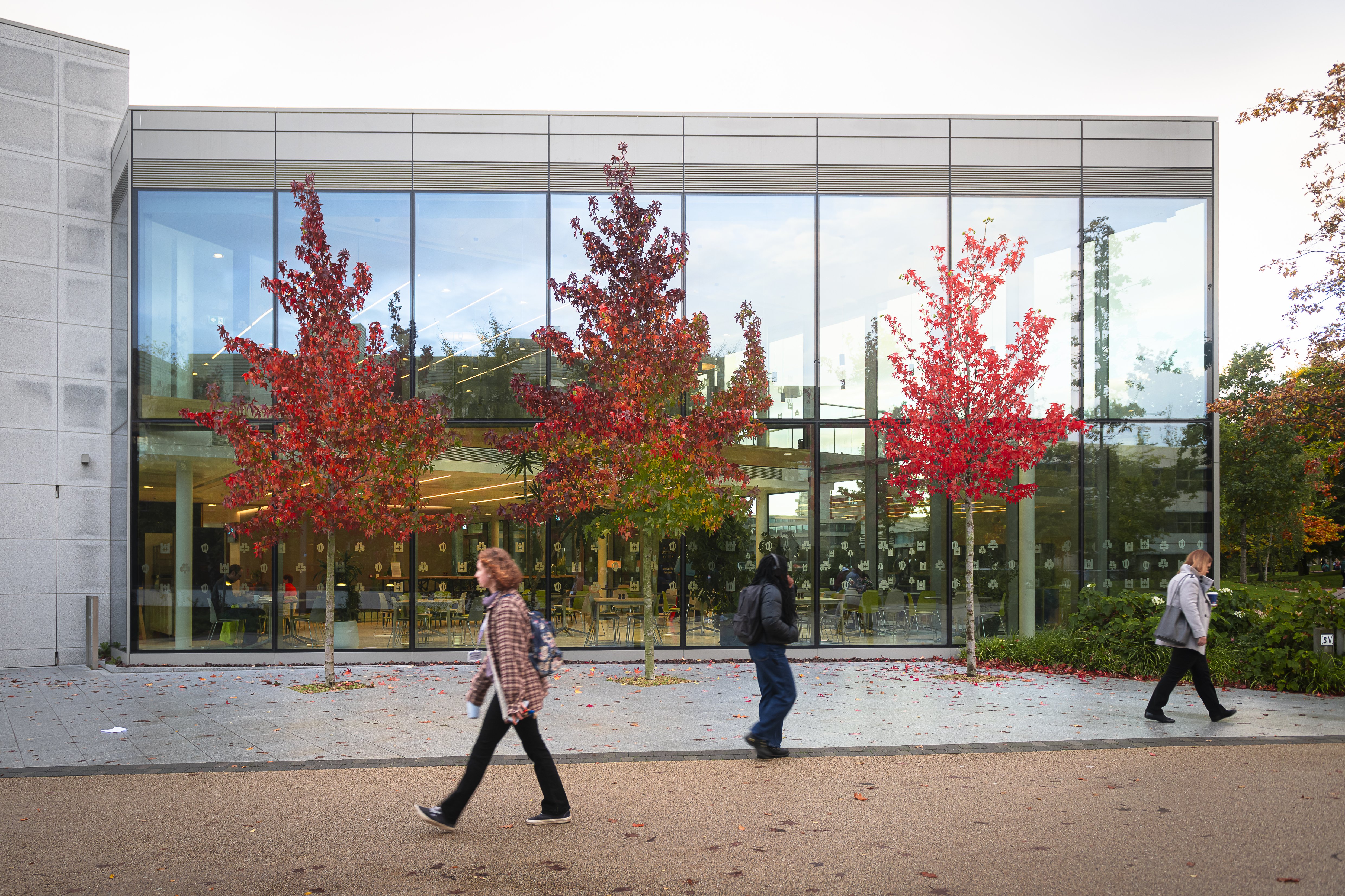 Trees outside the UCD University Club