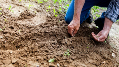 soils