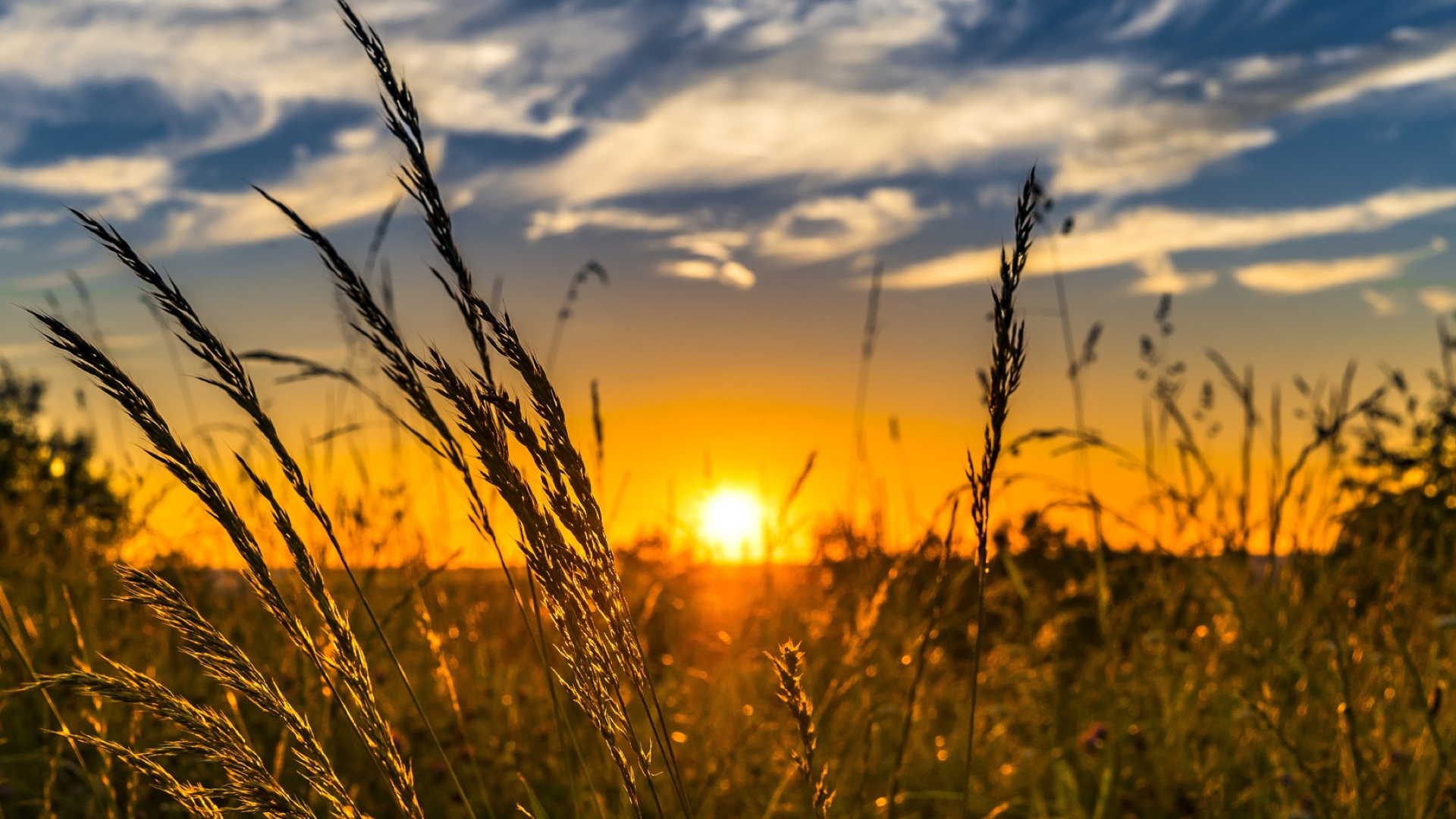 Addressing the global challenges through world-leading research in areas spanning genetics for breeding, life cycle analysis, farming systems and crop technology.