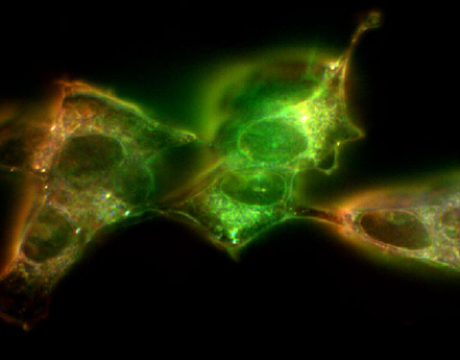 Our multidisciplinary research team uses cutting-edge spectral imaging technology identify microbes and microplastics, addressing critical gaps in our knowledge of food safety. \n\n