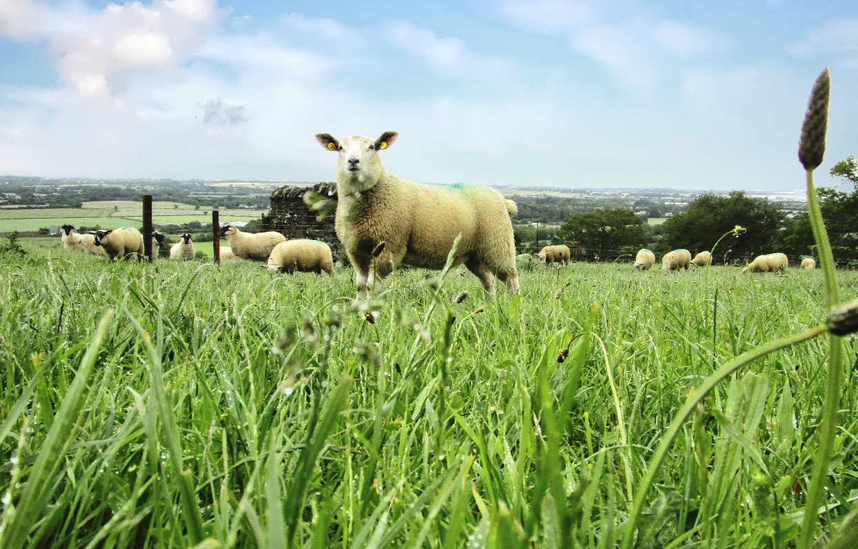 SmartGrass: improving the sustainability of livestock farming