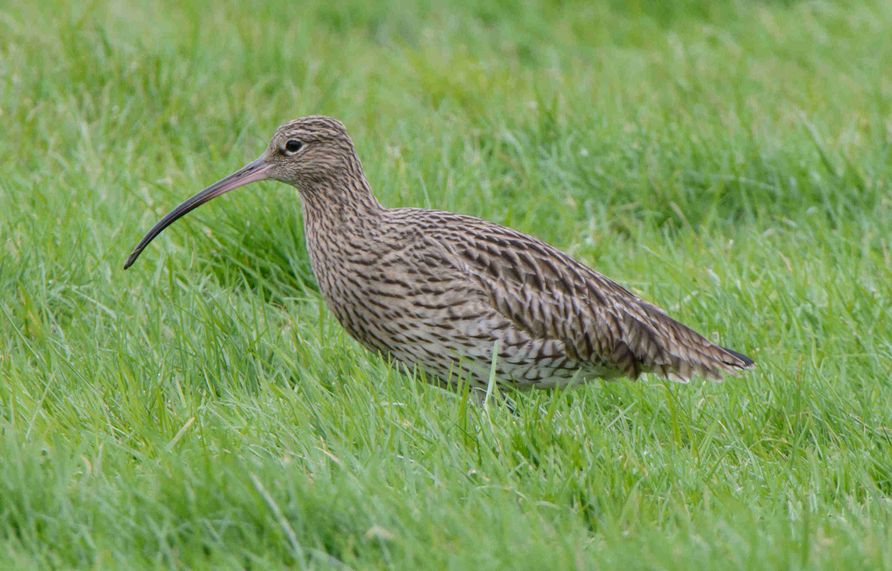Declines in European birds: why uncomfortable conversations about predators are necessary