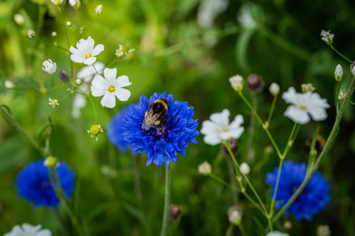 bees