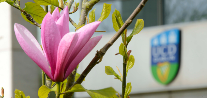 cherry blossom, spring, flowers