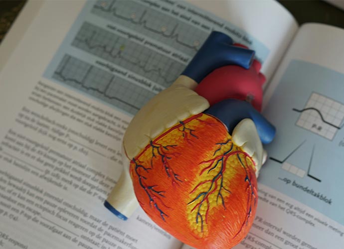 A replica heart sitting on a textbook.