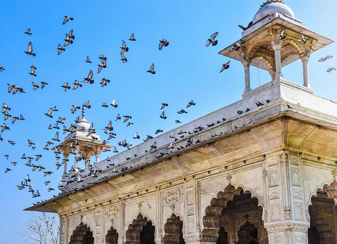 White marble pavilion with ornate arches and carved details, topped by small domed towers, with a flock of birds flying across a bright blue sky.