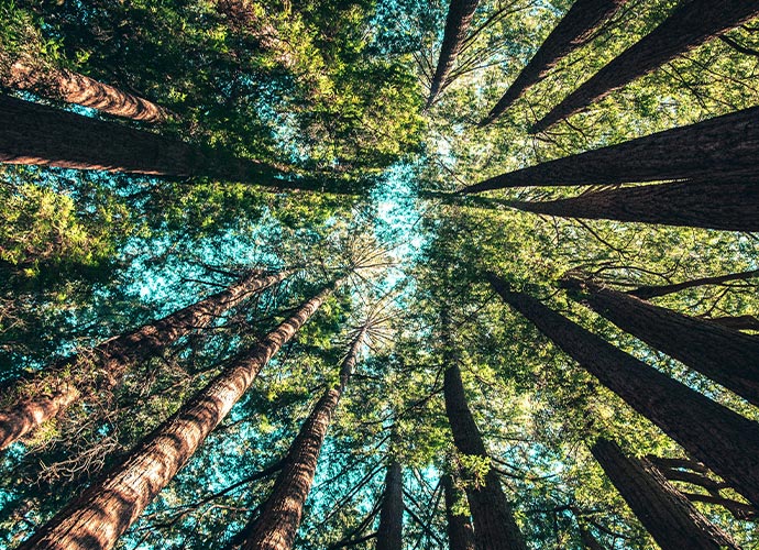 A canopy of trees viewed from the forest floor.