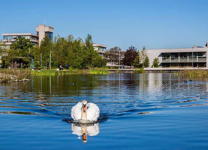 A white swan glides across a calm lake on a sunny day, with modern university buildings and green trees reflected in the clear blue water at University College Dublin’s campus.