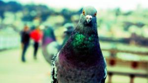 Pigeon looking directly at camera.