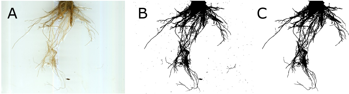 Root images