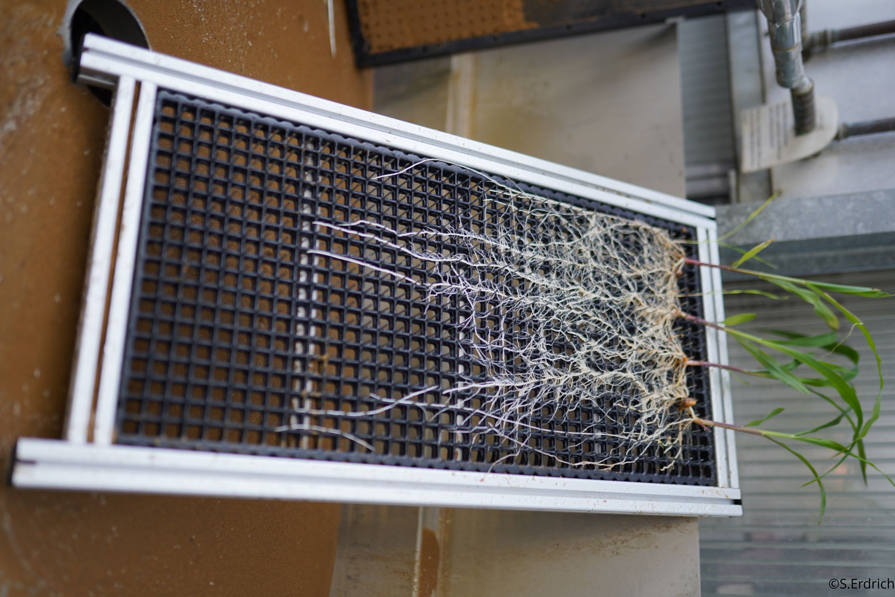 Washed roots on display