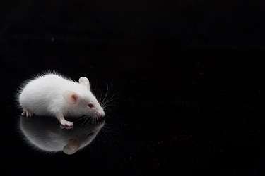 white mouse on a black background