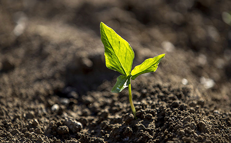 Decline in botanical education threatens response to climate action and food security