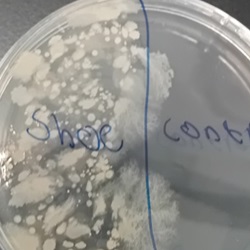 Bacteria growing on agar