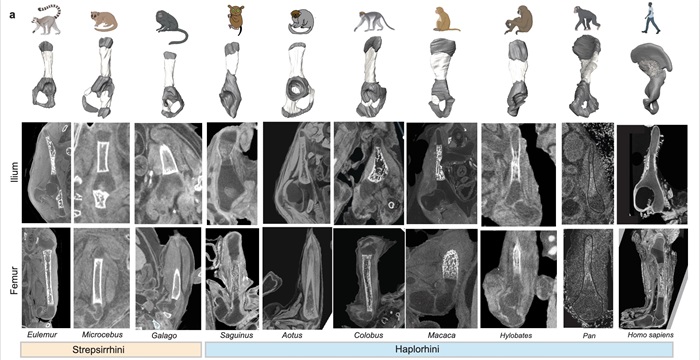 Xray images comparing bones of humans and primates