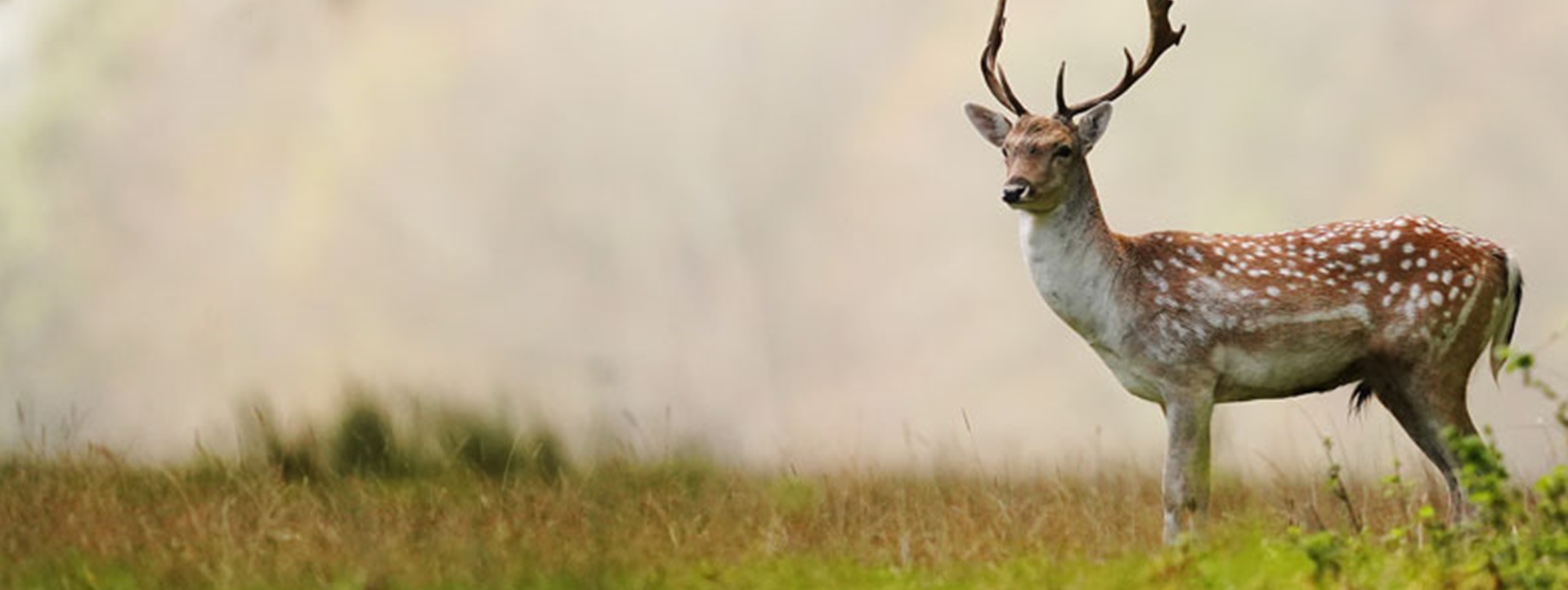 Fallow deer from Dublin’s Phoenix Park that were culled in 2022 had SARS-CoV-2 antibodies in their blood. Brian Lawless, PA Images/Contributor/Getty