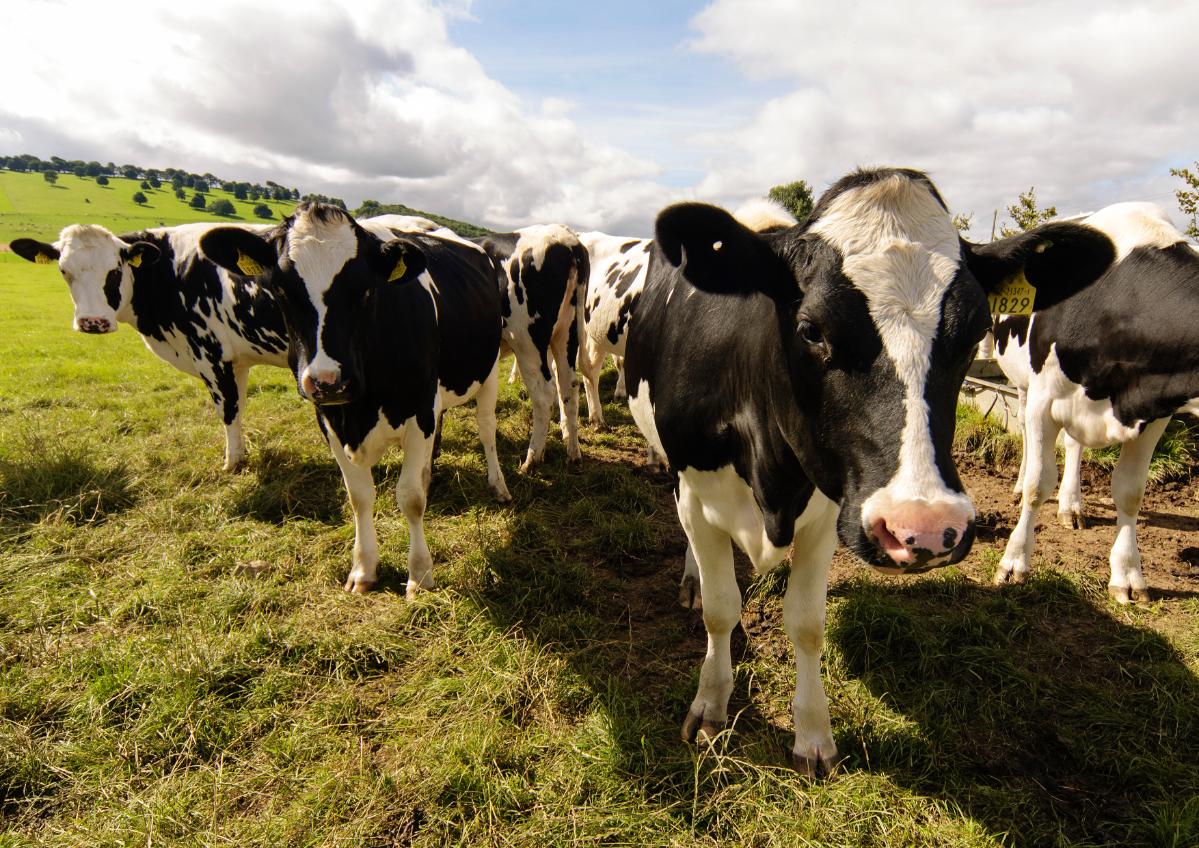 A group of dairy cows standing in a grassy field at UCD Lyons Farm under a partly cloudy sky.