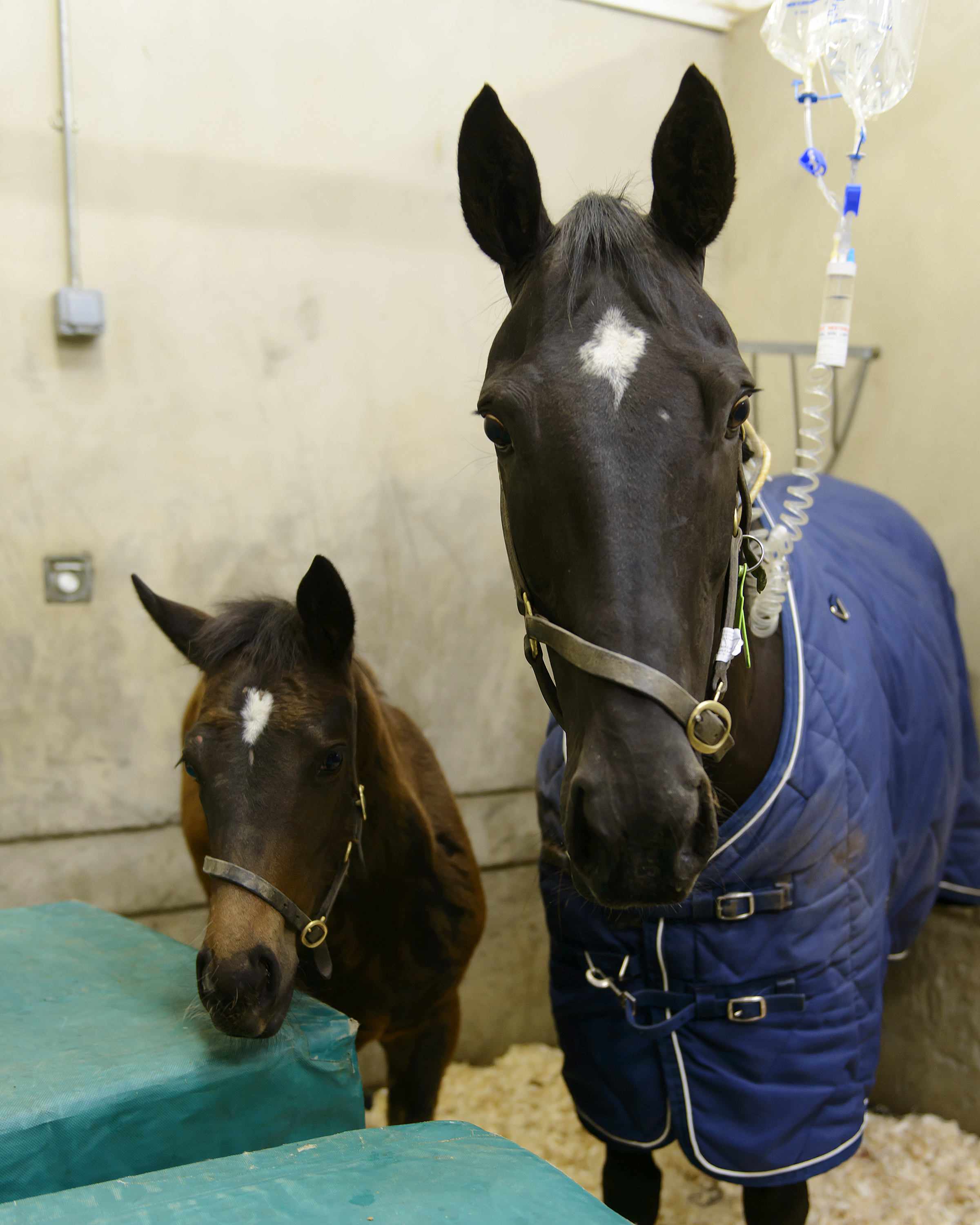 An adult horse and a foal standing calmly in a stable within the UCD Veterinary Hospital, with the adult horse wearing a protective rug and intravenous fluid line.