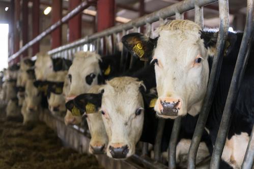 A group of dairy cows standing at feed barriers inside a cattle shed, wearing ear tags and facing the camera.