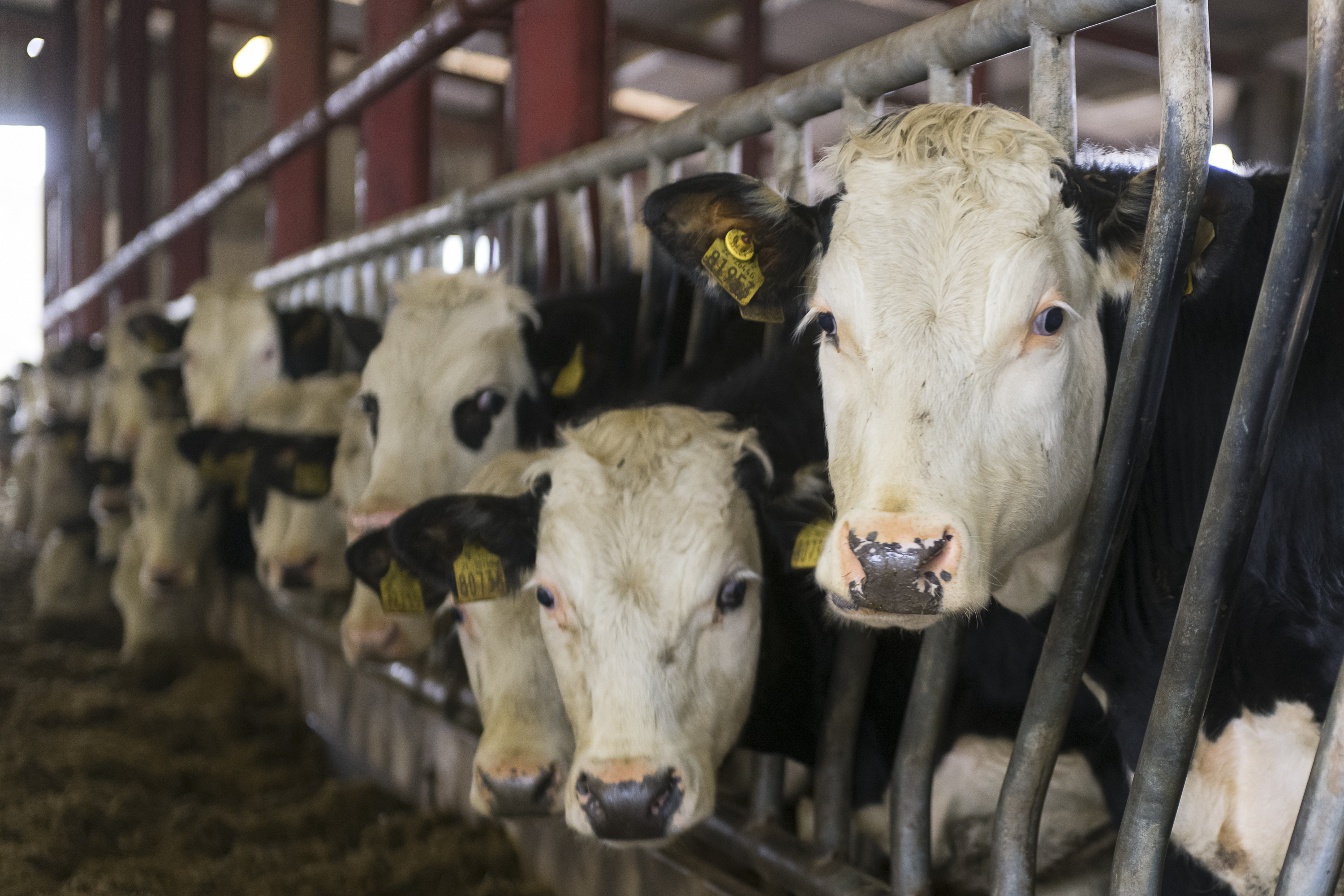 A group of dairy cows standing at feed barriers inside a cattle shed, wearing ear tags and facing the camera.