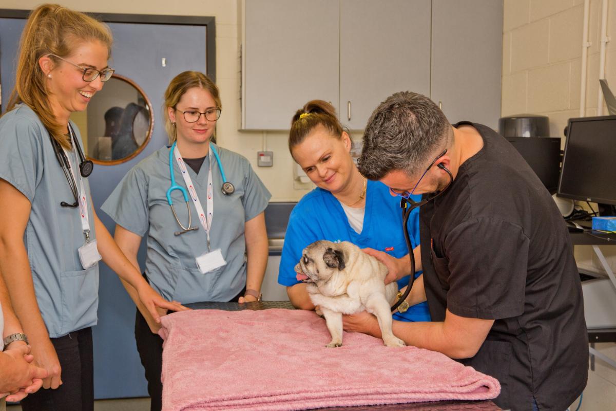 Veterinary clinicians and students examine a small dog during a consultation in a clinical room at the UCD Veterinary Hospital.