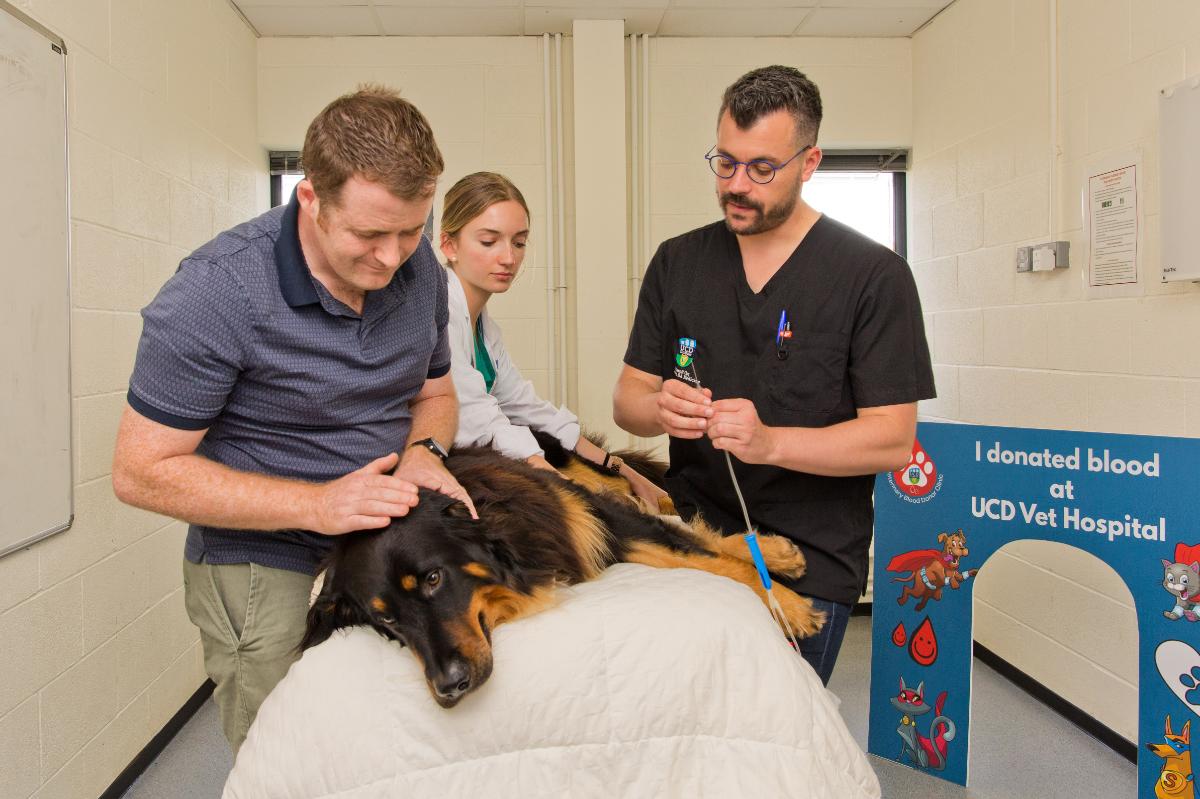 A veterinary clinician prepares a dog for a blood donation while another clinician and a veterinary student gently reassure the animal during the procedure at the UCD Veterinary Hospital.
