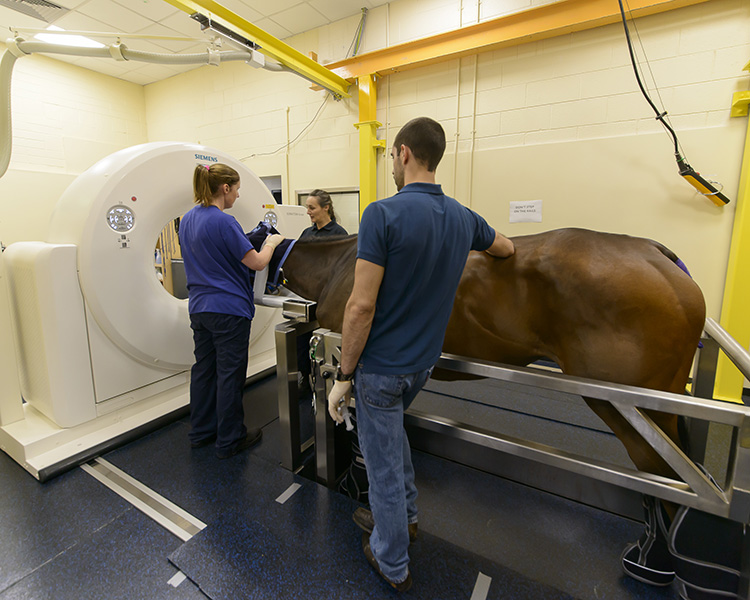 Photo of a horse being guided into a CT scanner by three staff members